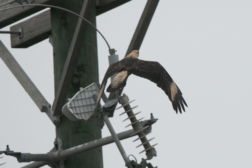 Yellow-headed Caracara - ML645990102