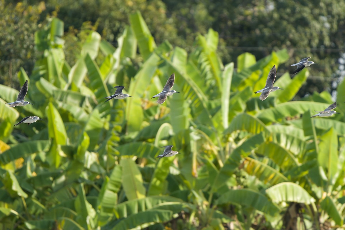 青足鷸 - ML645990105