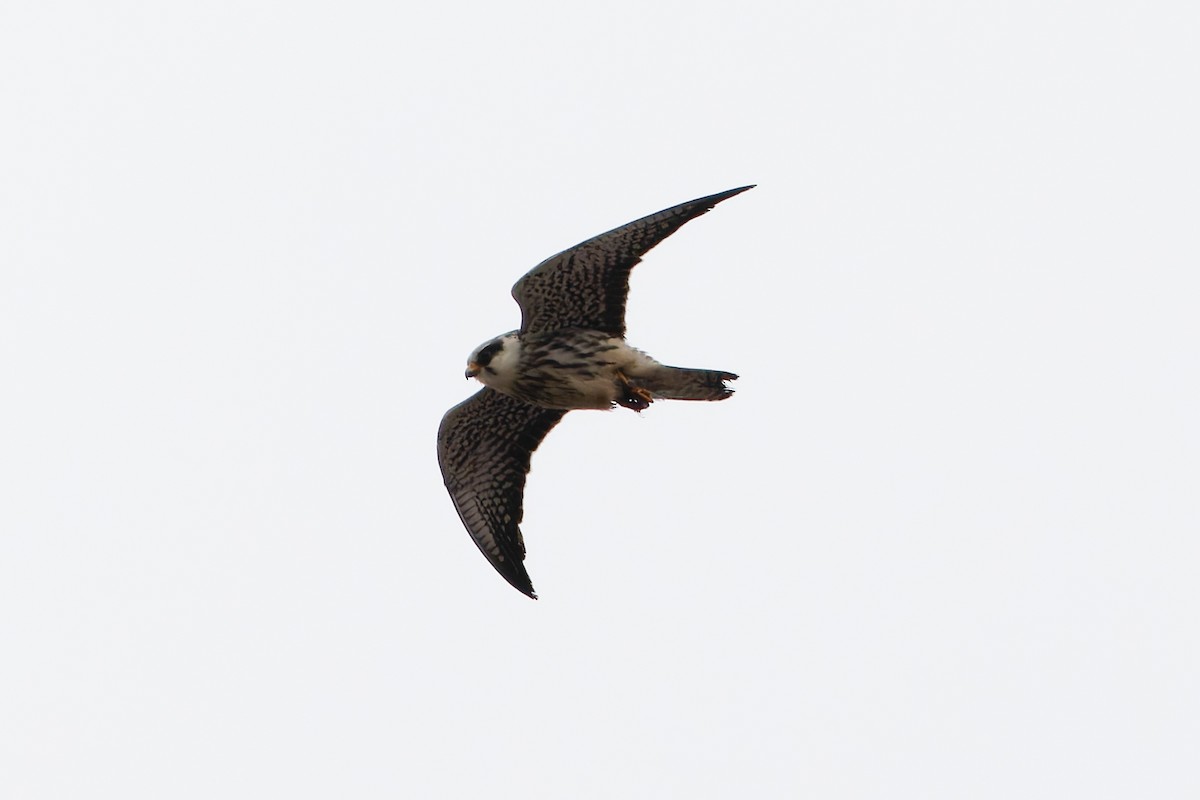 Amur Falcon - ML645990110