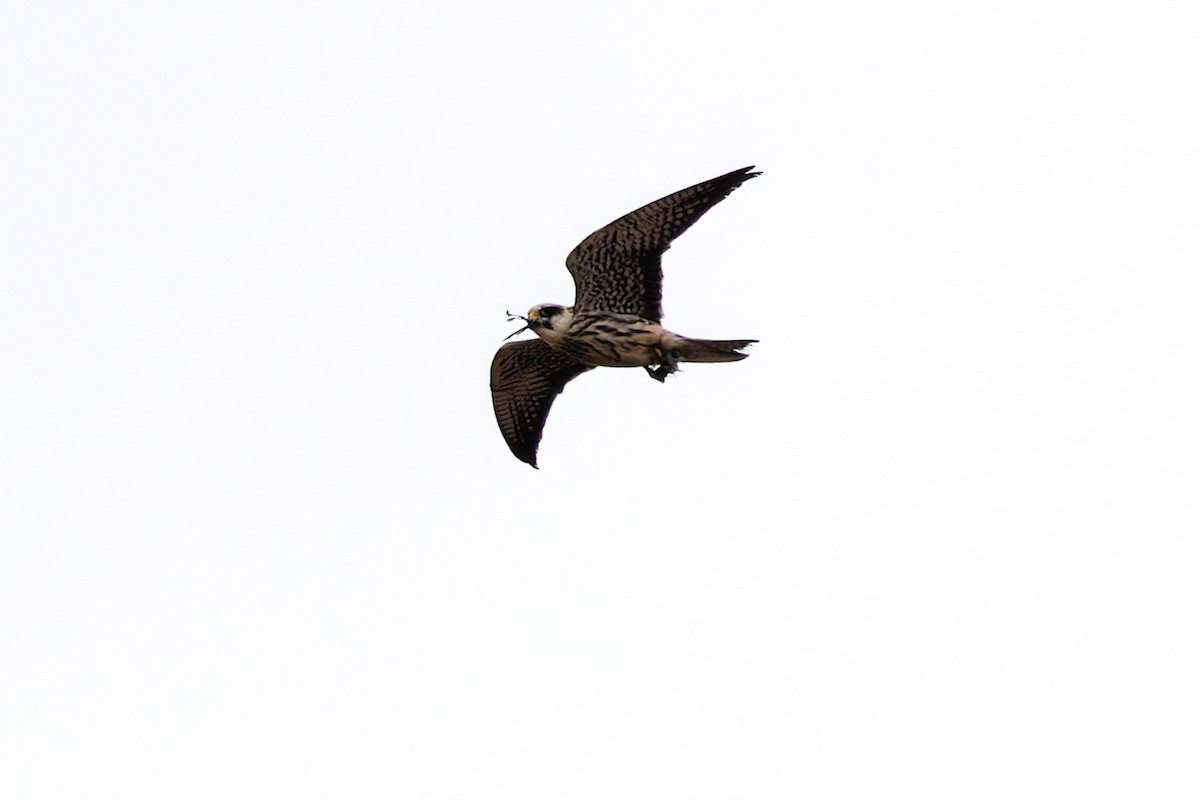 Amur Falcon - ML645990111