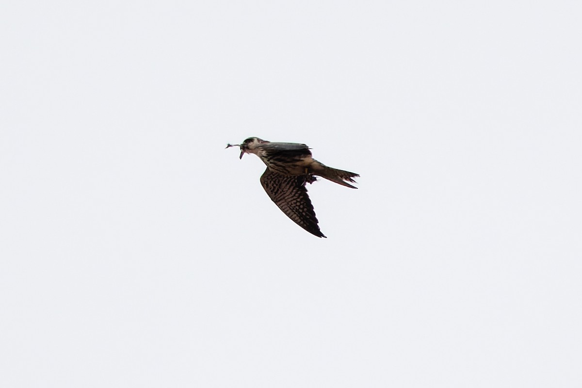 Amur Falcon - ML645990112