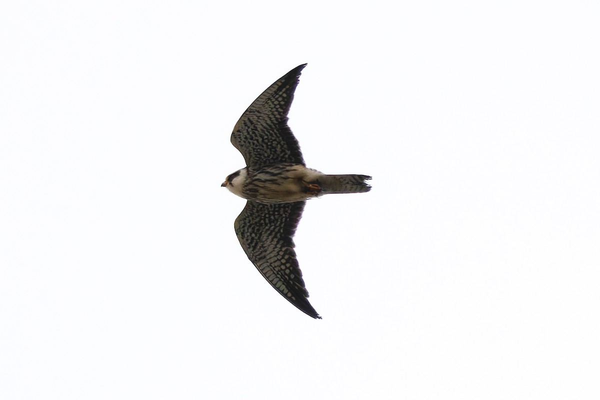Amur Falcon - ML645990113