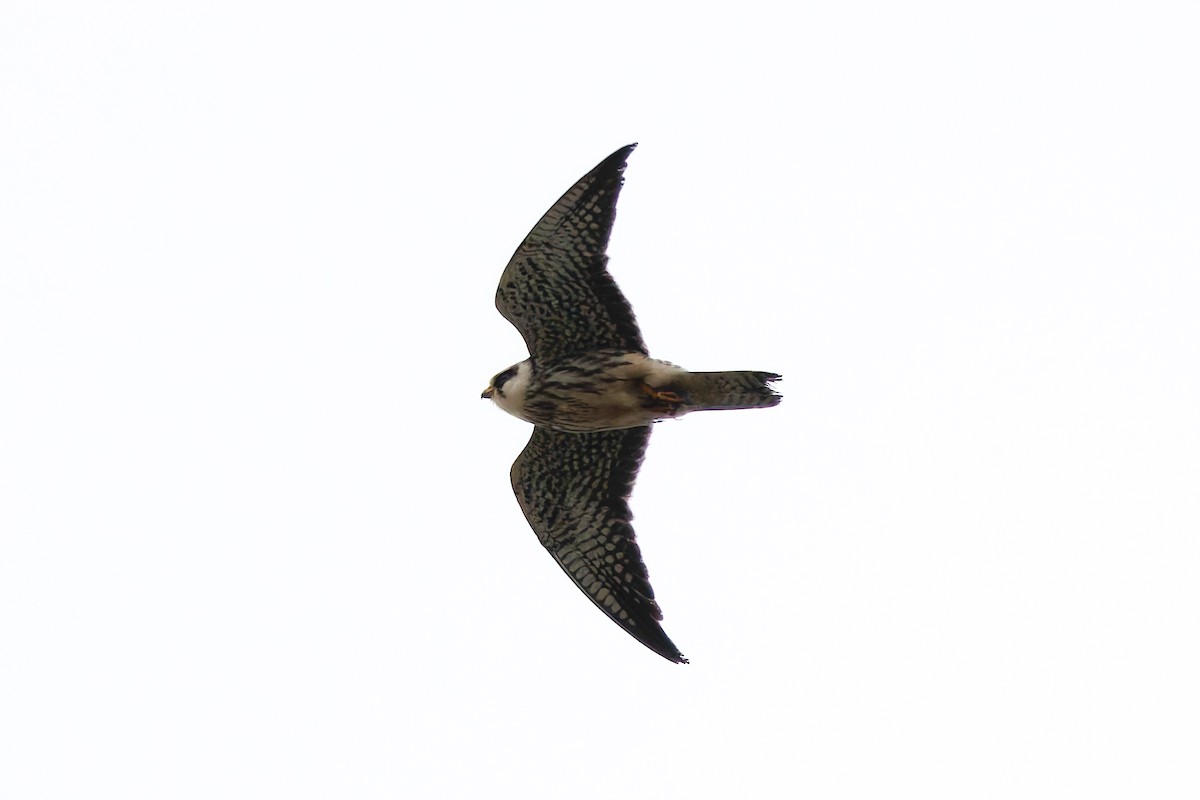 Amur Falcon - ML645990114