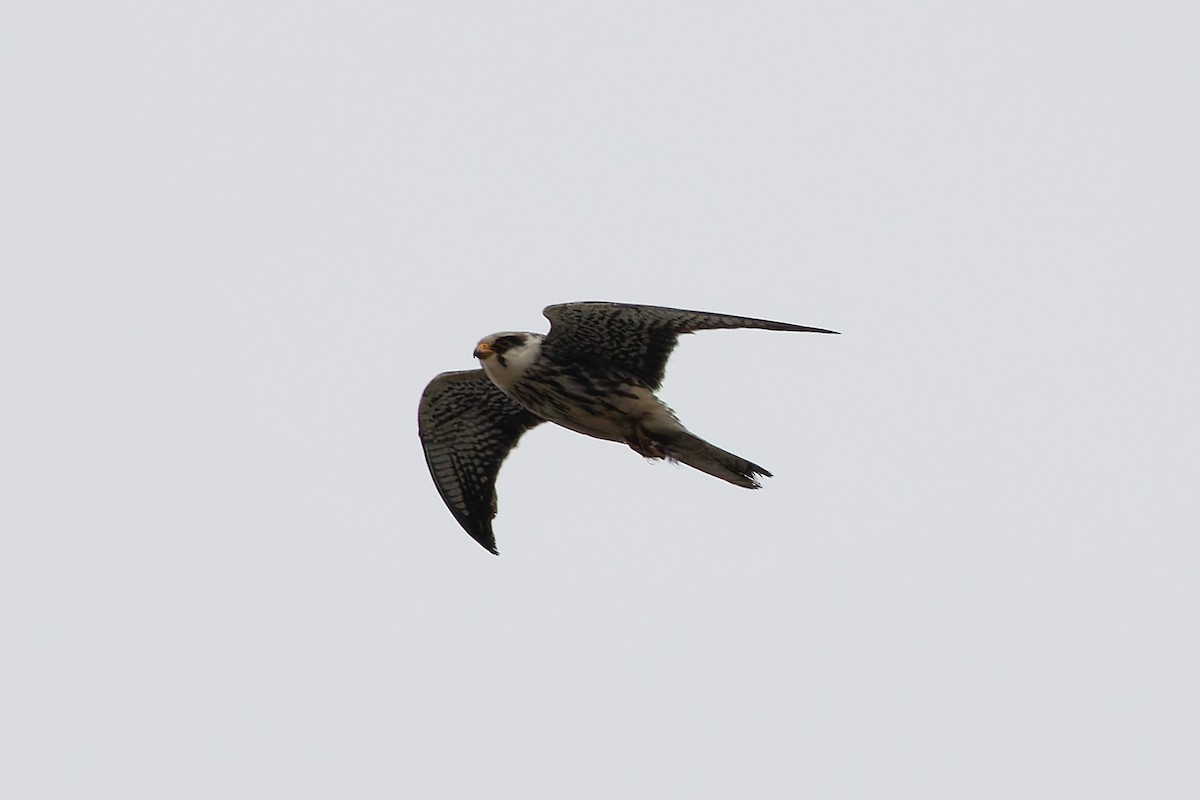 Amur Falcon - ML645990116