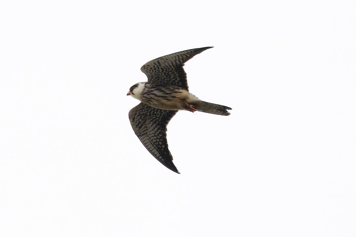Amur Falcon - ML645990117
