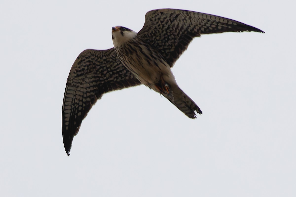 Amur Falcon - ML645990118