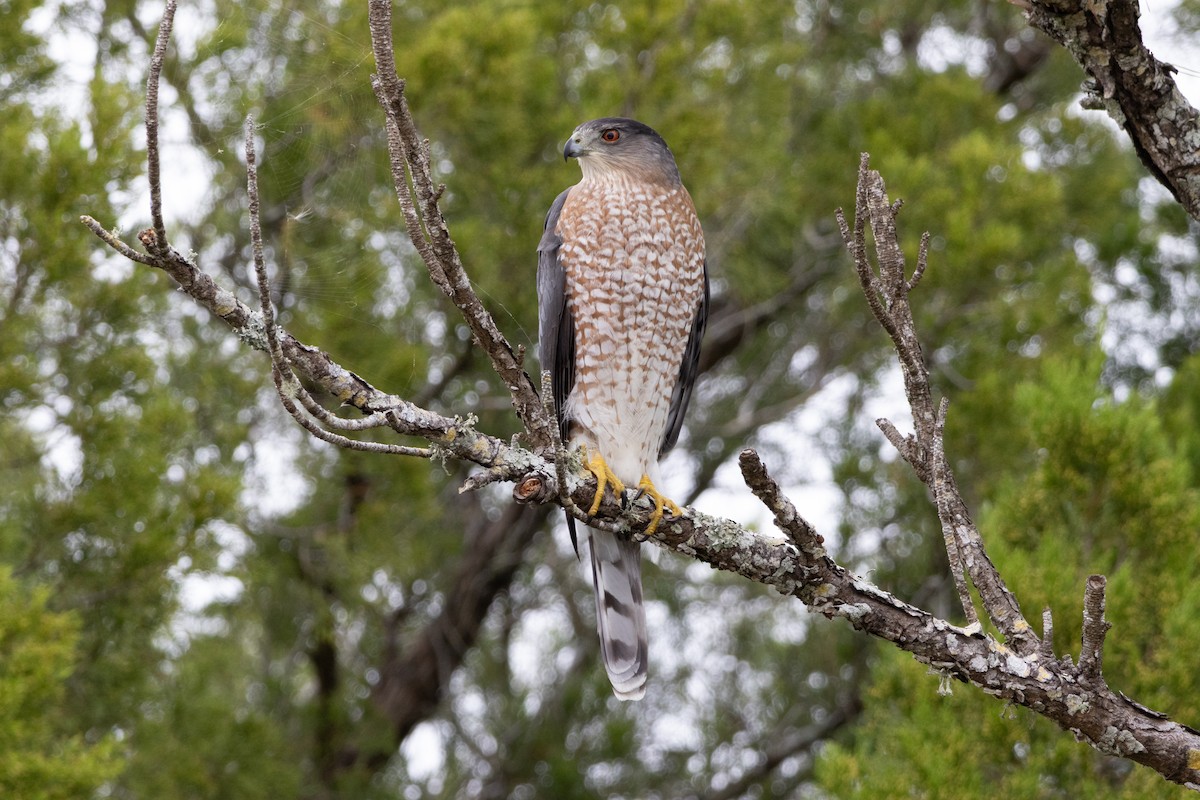 Cooper's Hawk - ML645990133