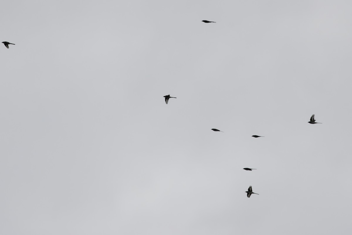 Ashy Minivet - ML645990144