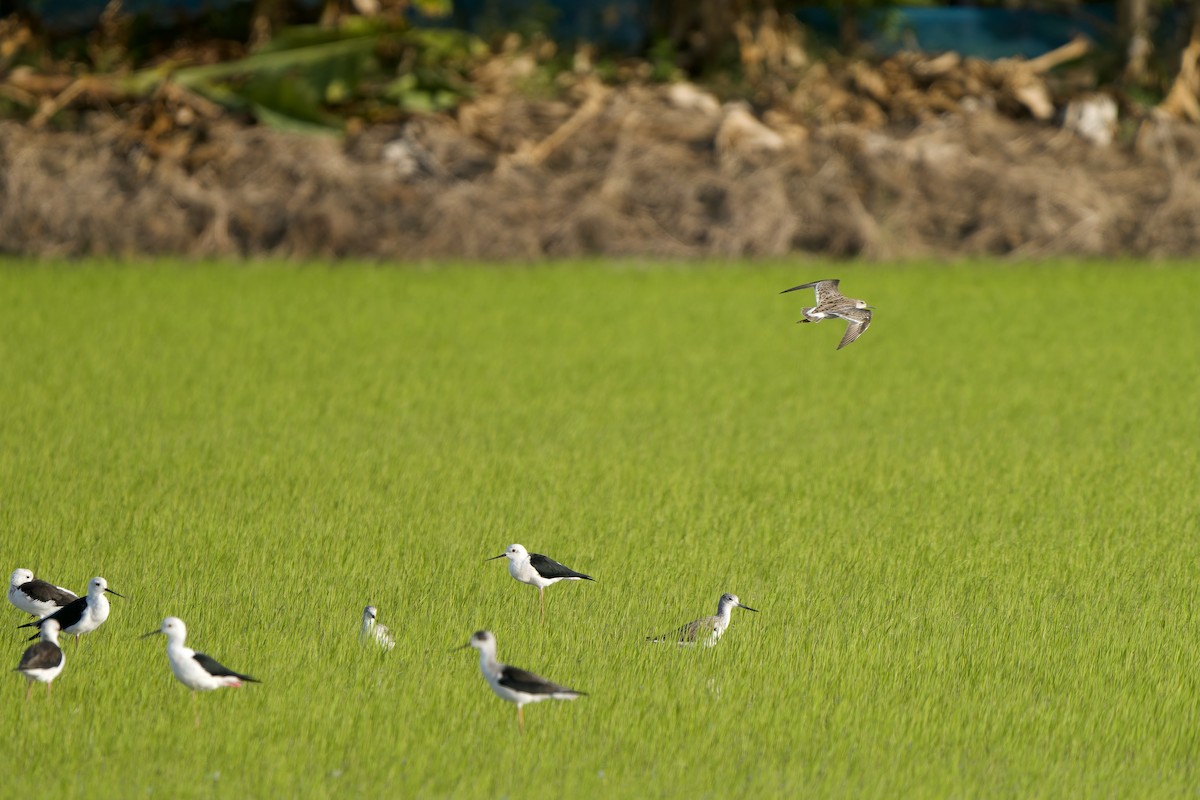 流蘇鷸 - ML645990159