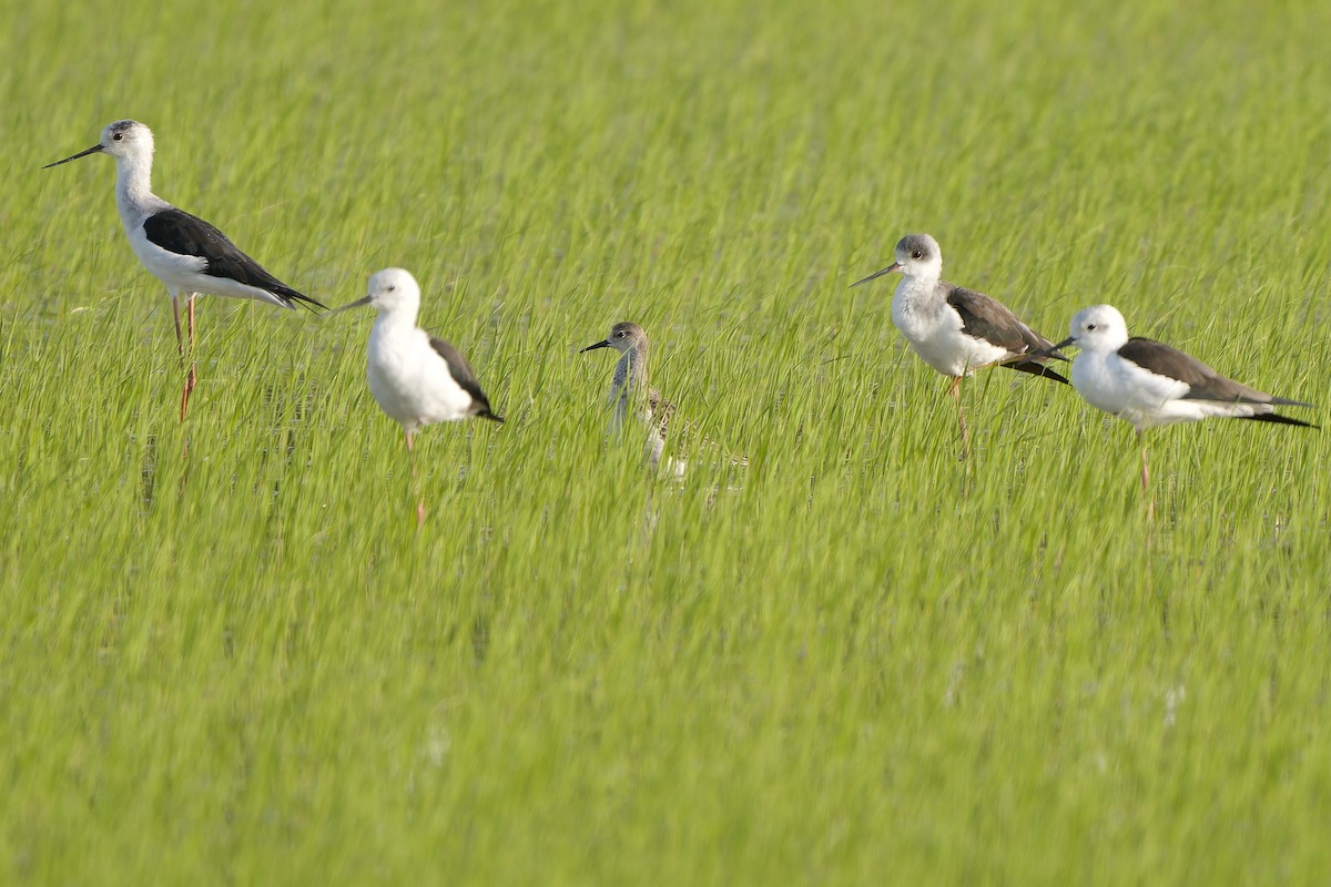 流蘇鷸 - ML645990161