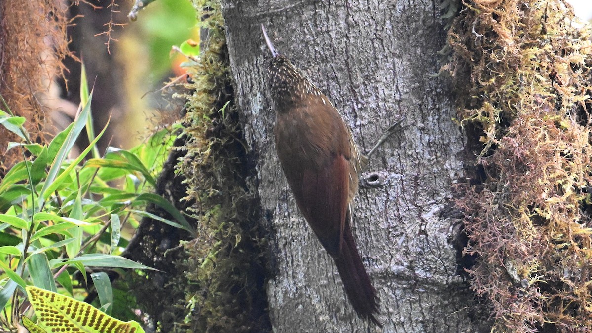 Montane Woodcreeper - ML645990163