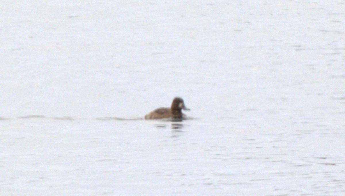 斑背潛鴨 - ML645990164