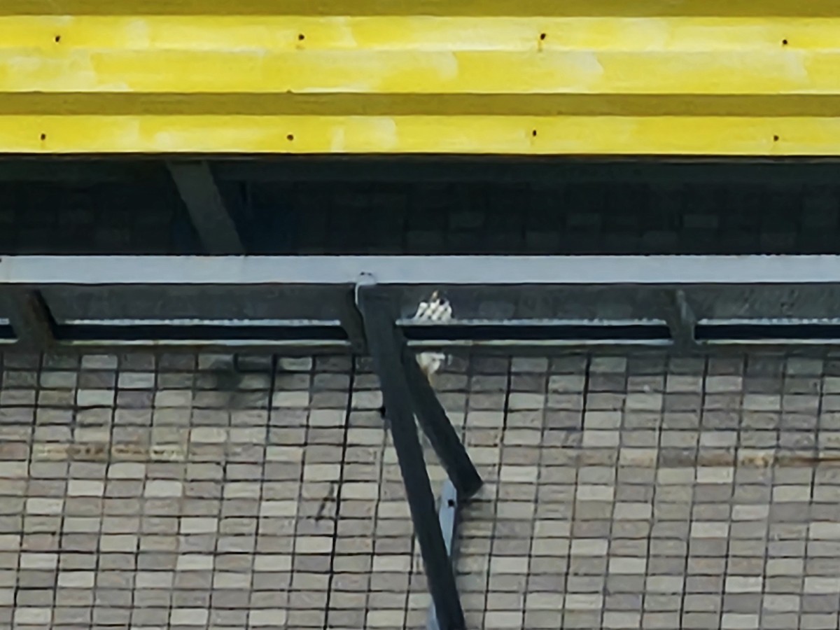 Сапсан - ML645990165