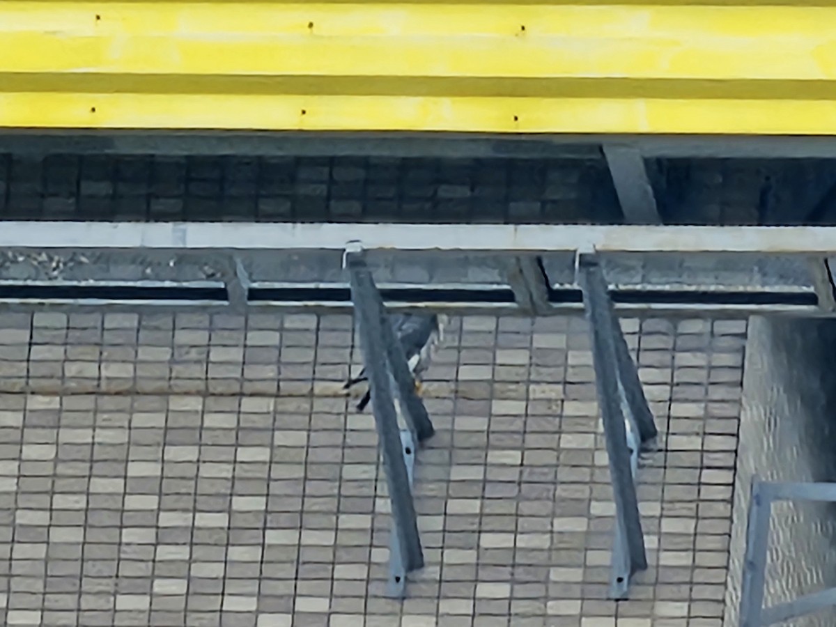 Сапсан - ML645990168