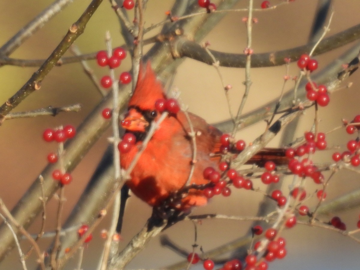 Кардинал червоний - ML645990169