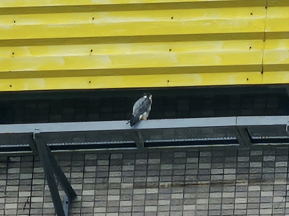 Сапсан - ML645990170