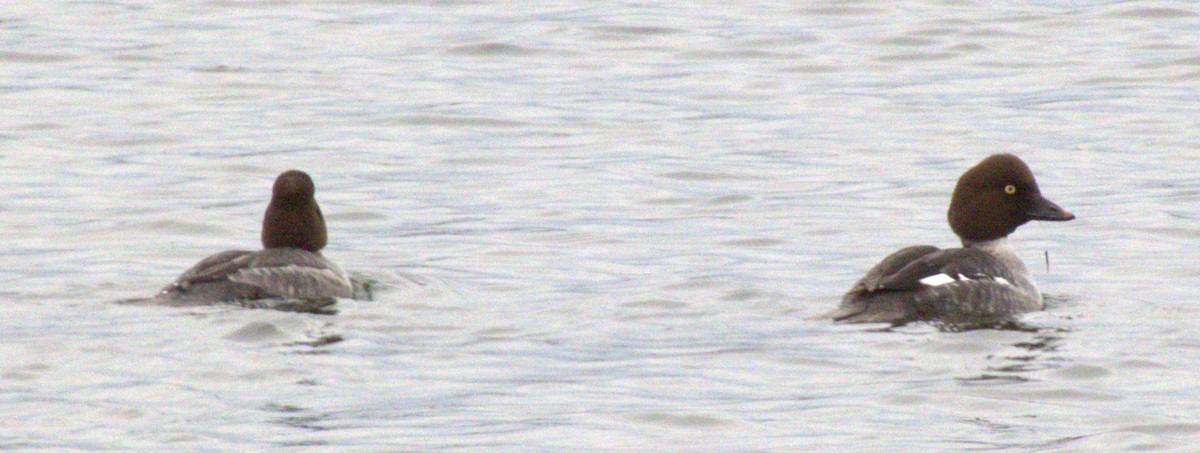 Гоголь зеленоголовий - ML645990172