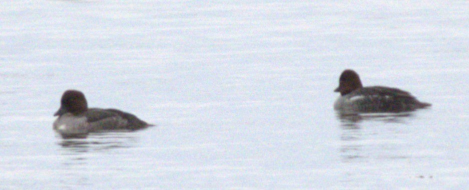 Гоголь зеленоголовий - ML645990173