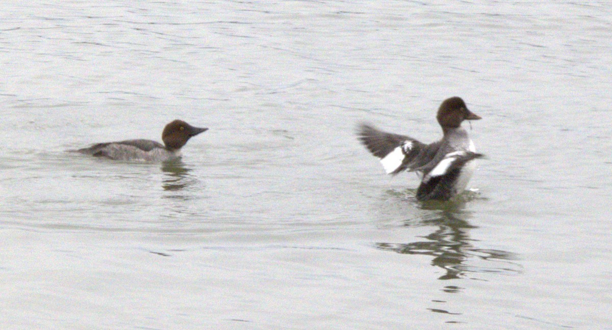 Гоголь зеленоголовий - ML645990174