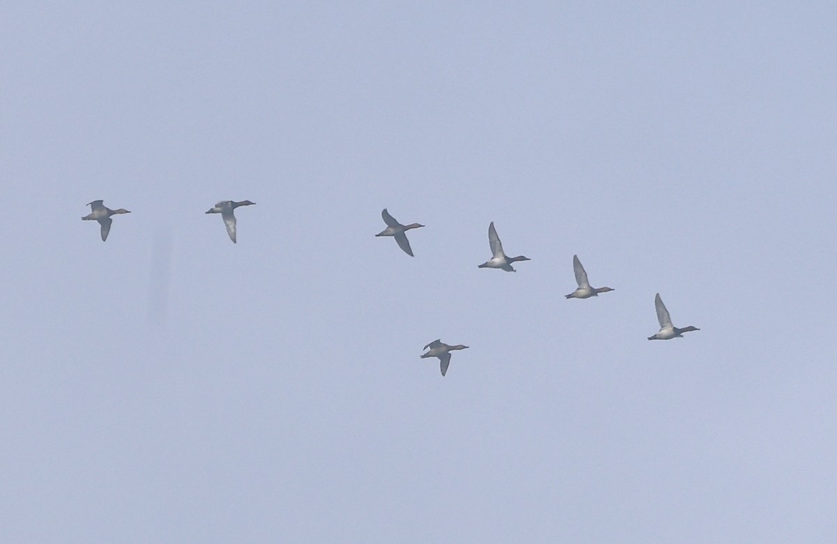 Canvasback - ML645990175