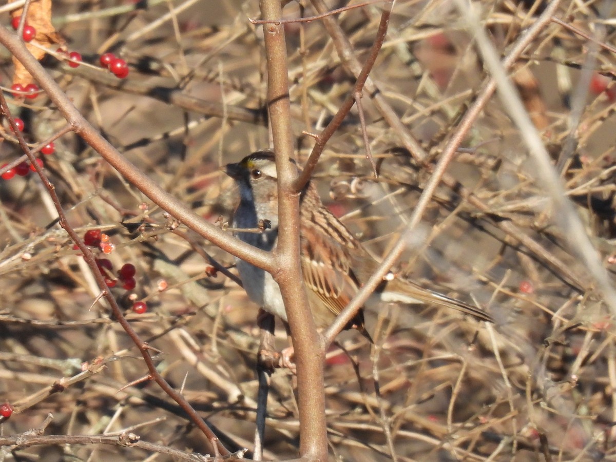 Бруант білогорлий - ML645990176