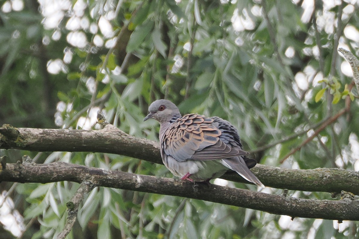 Горлиця звичайна - ML645990177