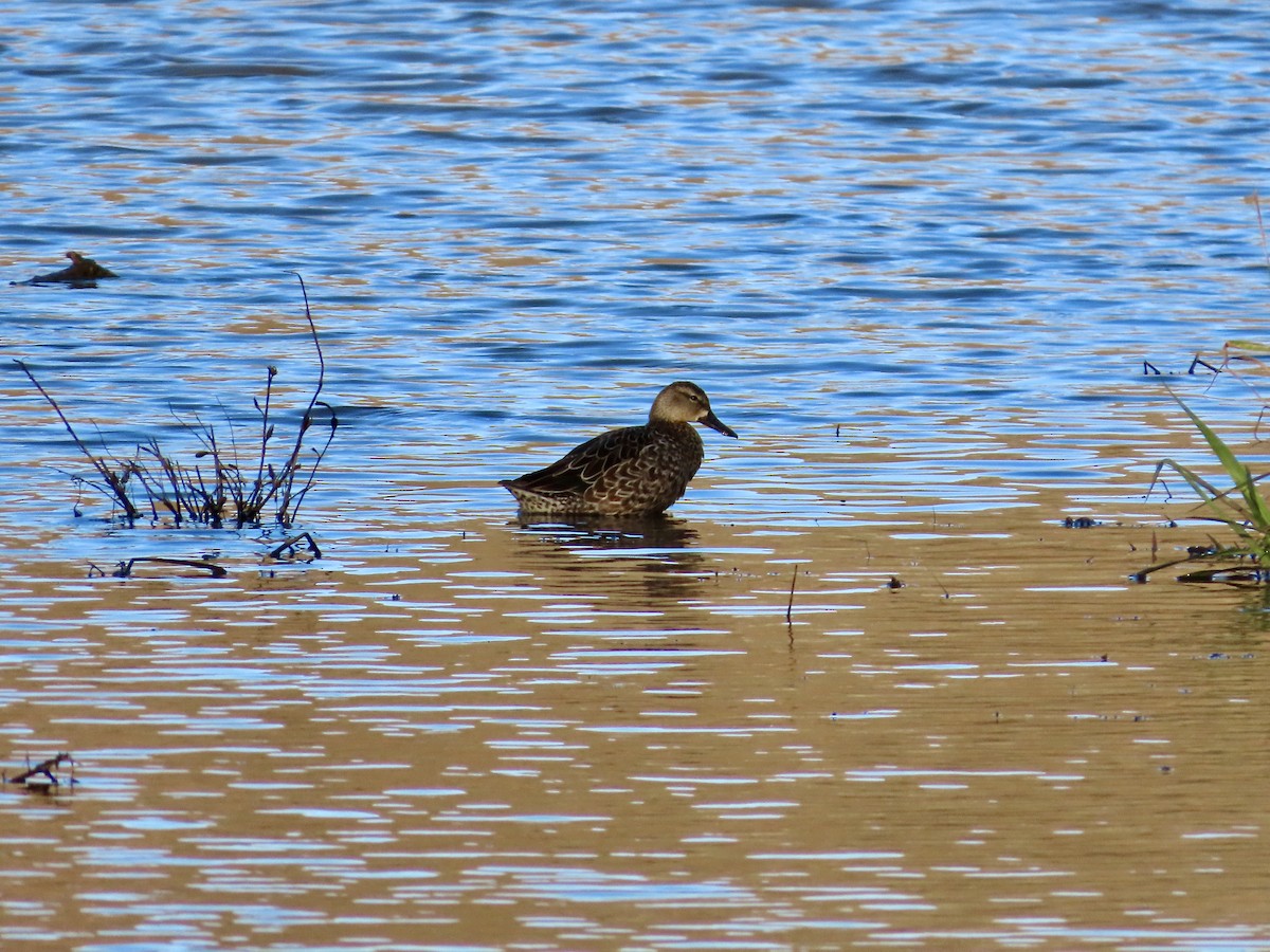 Чирянка блакитнокрила - ML645990178
