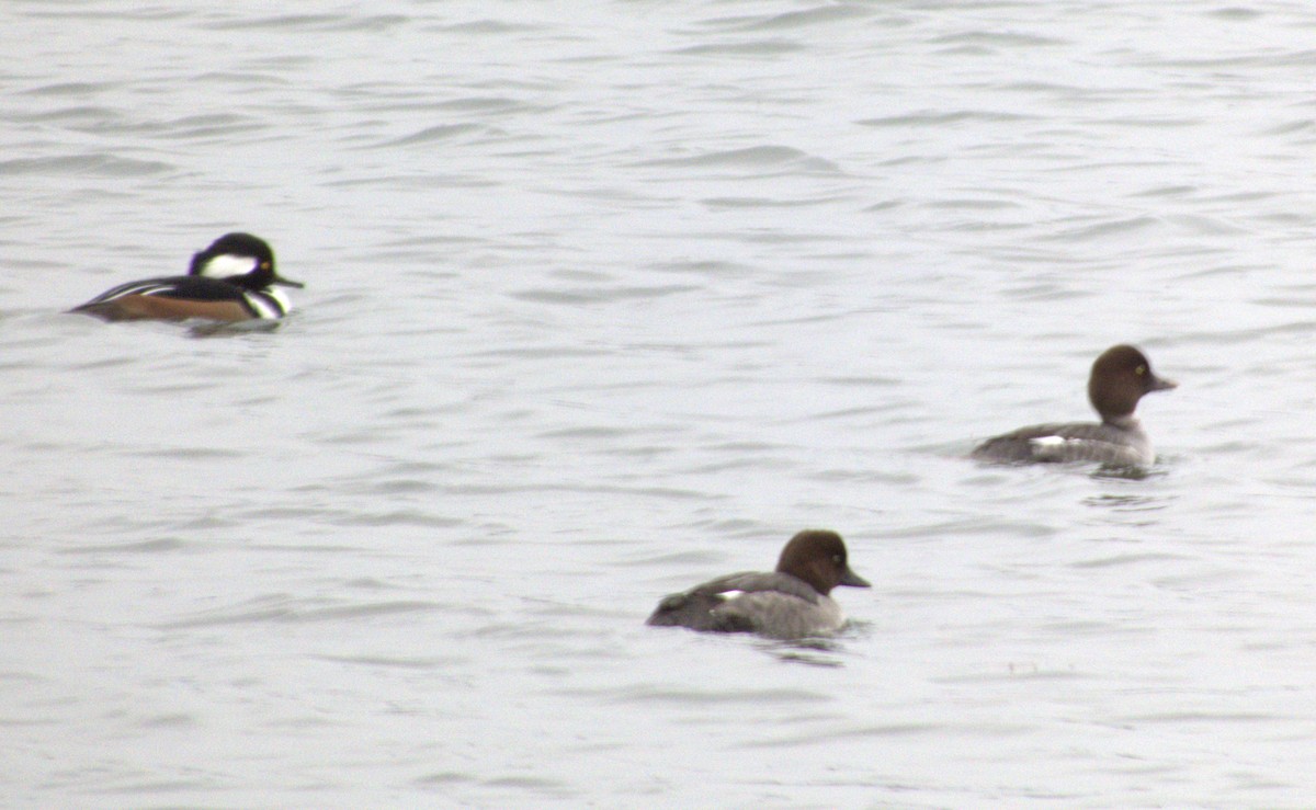 Крех жовтоокий - ML645990179