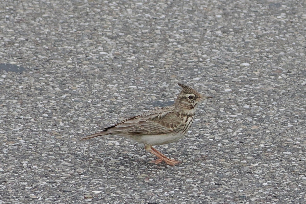 Посмітюха звичайна - ML645990181