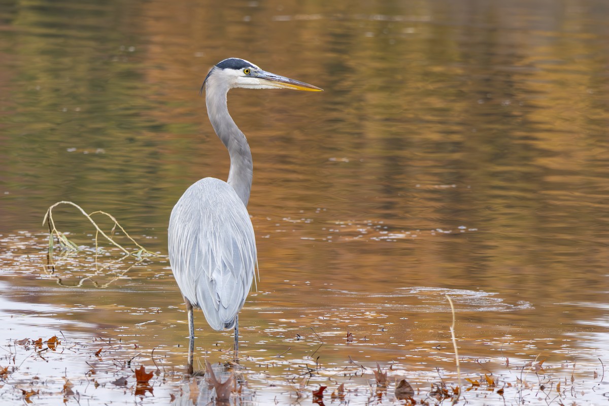 Чапля північна - ML645990182