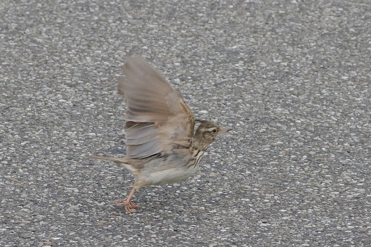 Посмітюха звичайна - ML645990183