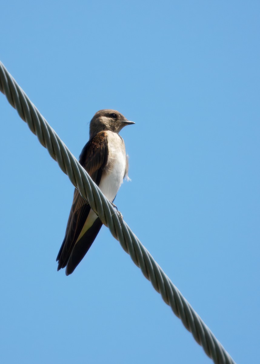 Ластівка північна - ML645990185