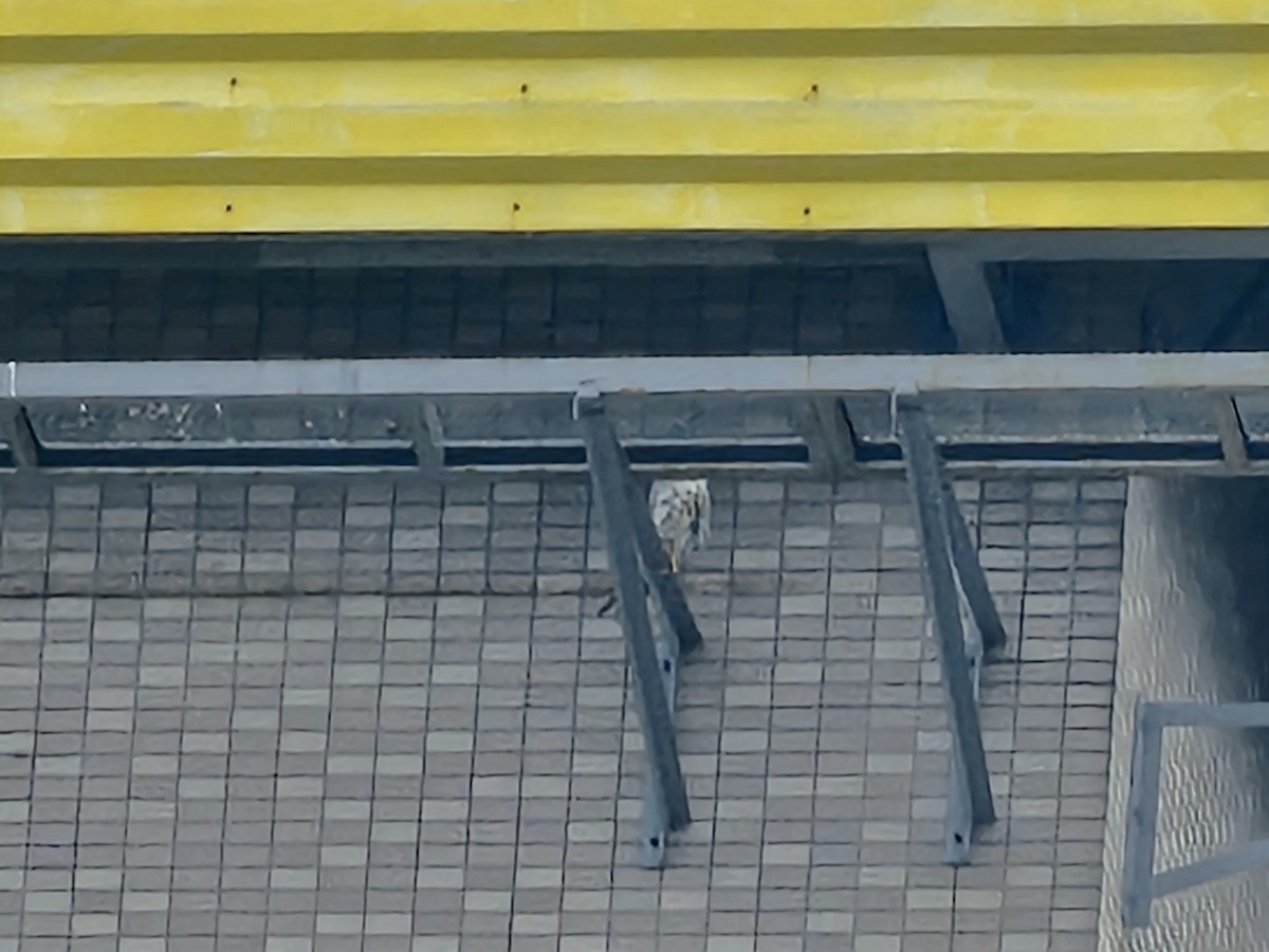 Сапсан - ML645990186