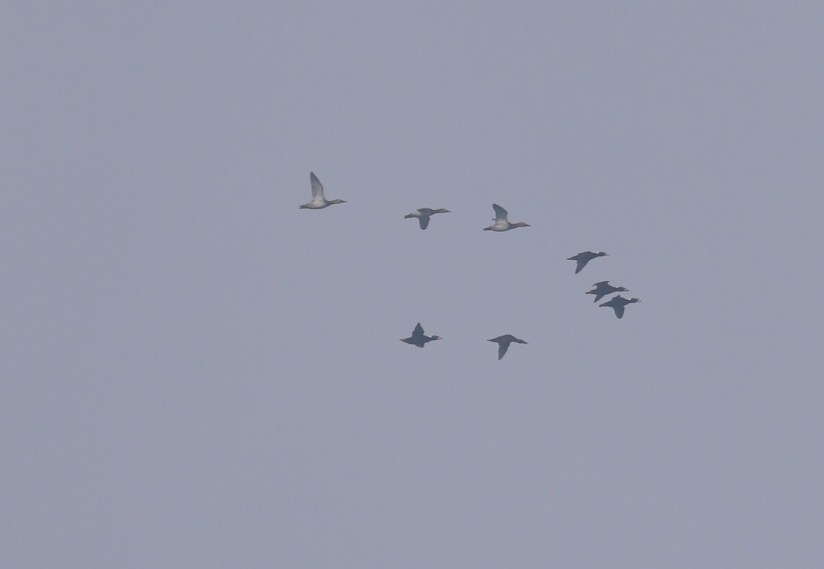 Canvasback - ML645990187