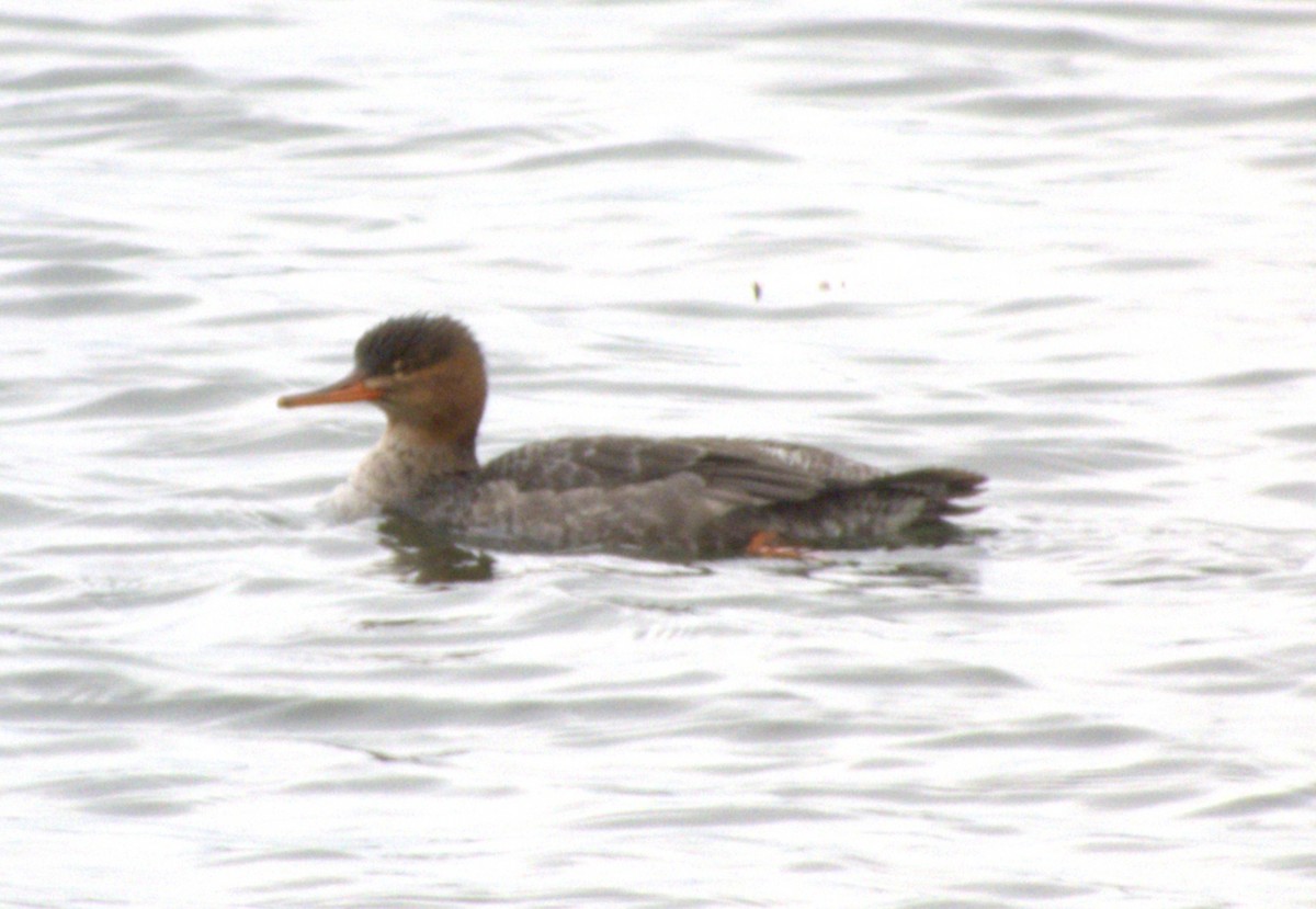 Крех середній - ML645990192