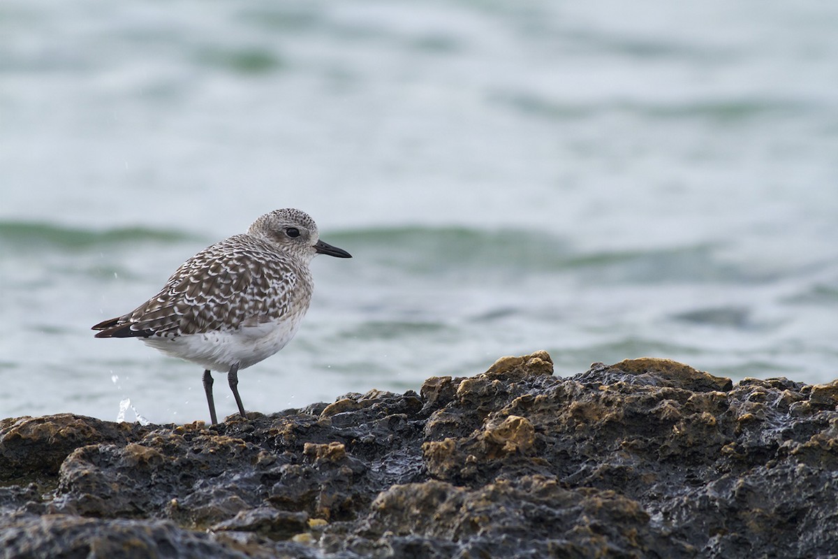 Сивка морська - ML645990194