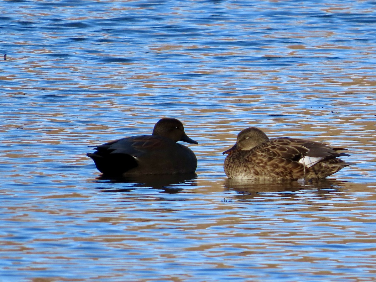 Gadwall - ML645990195