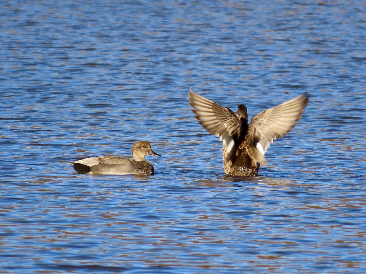 Gadwall - ML645990196