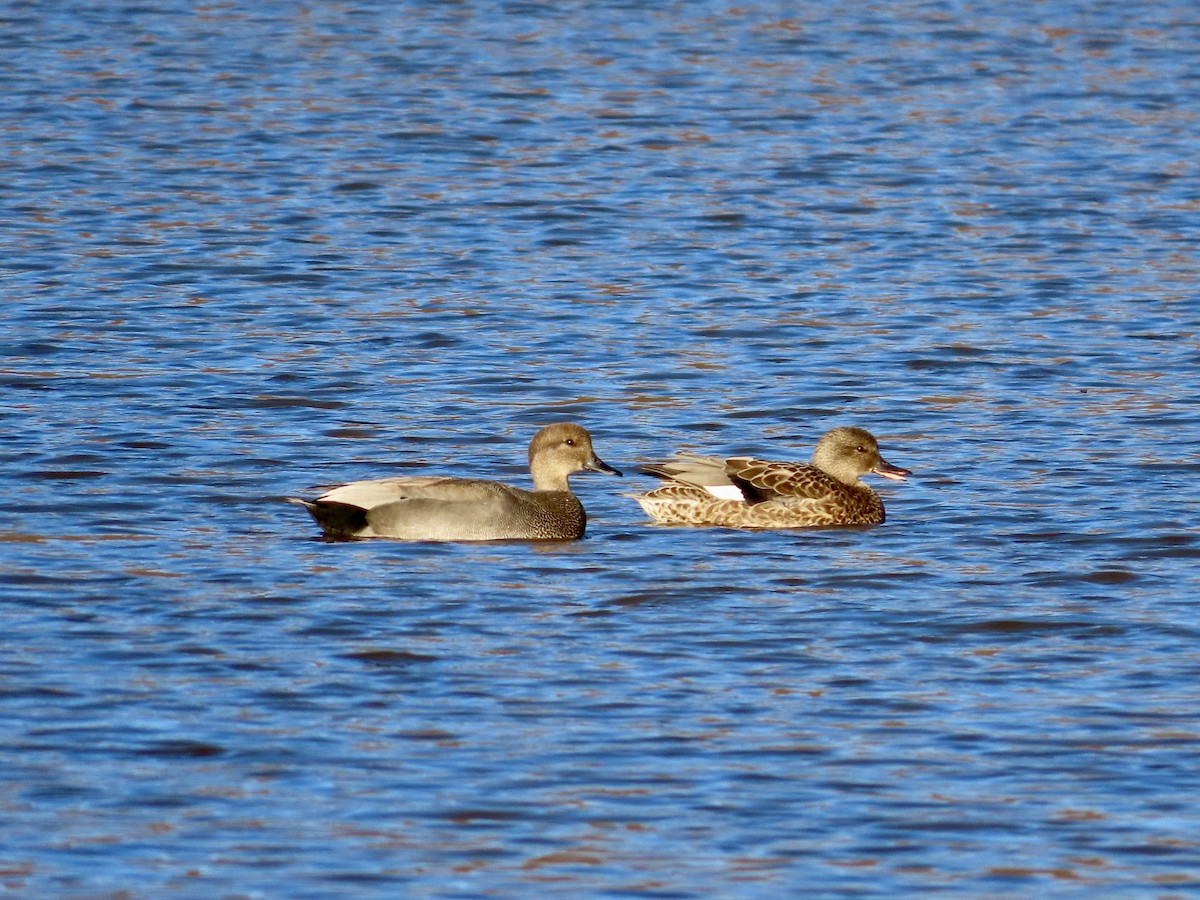 Gadwall - ML645990197