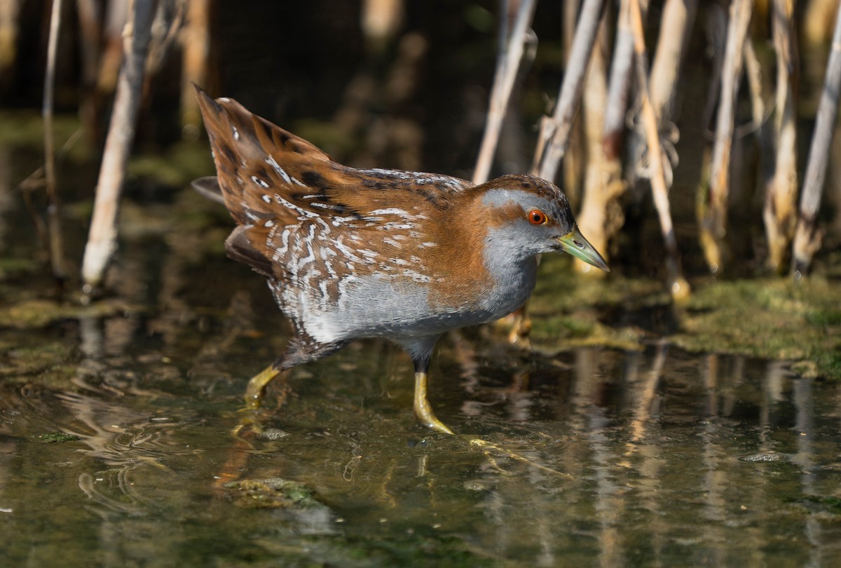 Baillon's Crake - ML645990199
