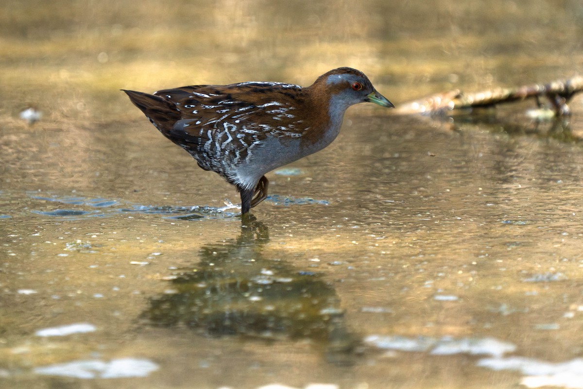 Baillon's Crake - ML645990200