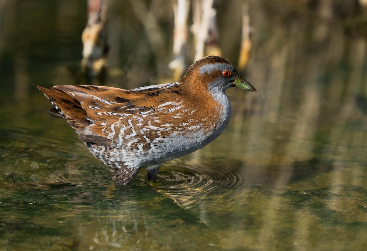 Baillon's Crake - ML645990201