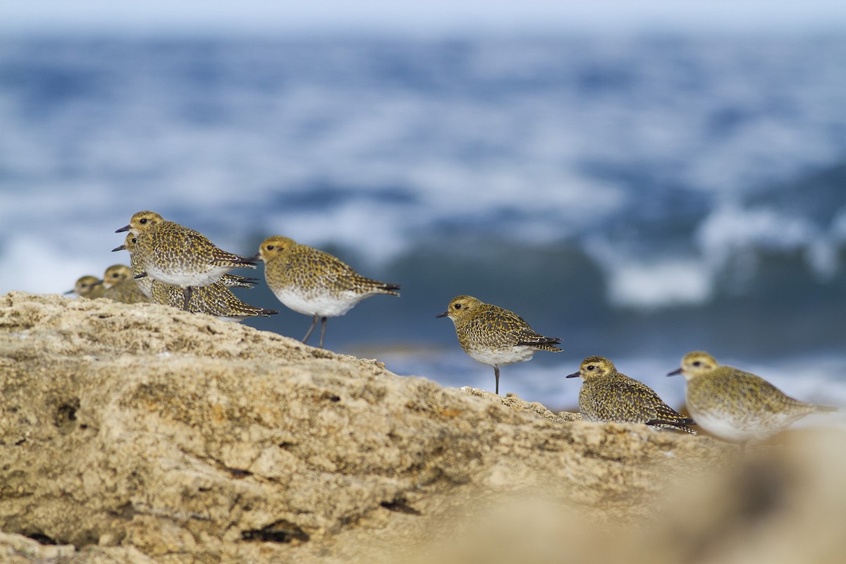 European Golden-Plover - ML645990203