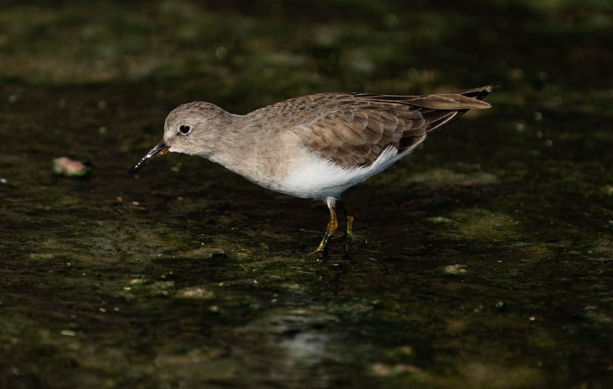 Temminck's Stint - ML645990204