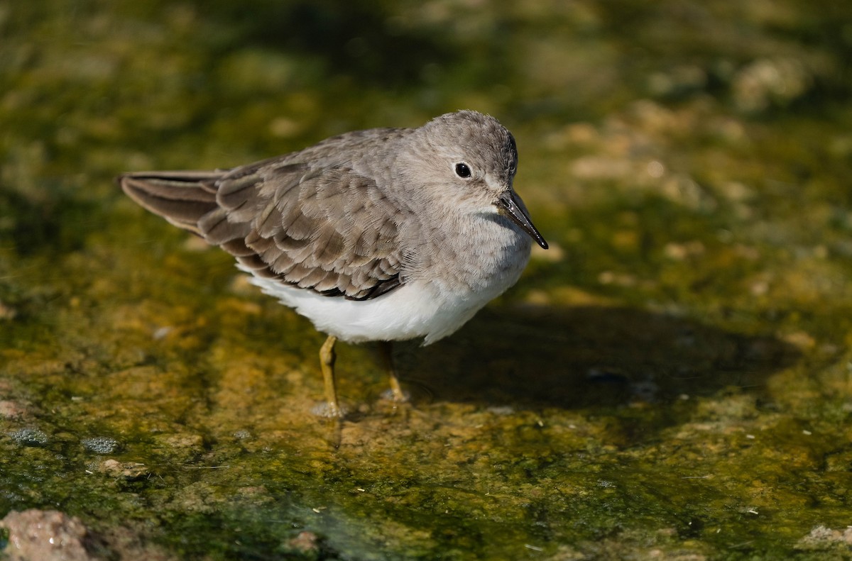 Temminck's Stint - ML645990205