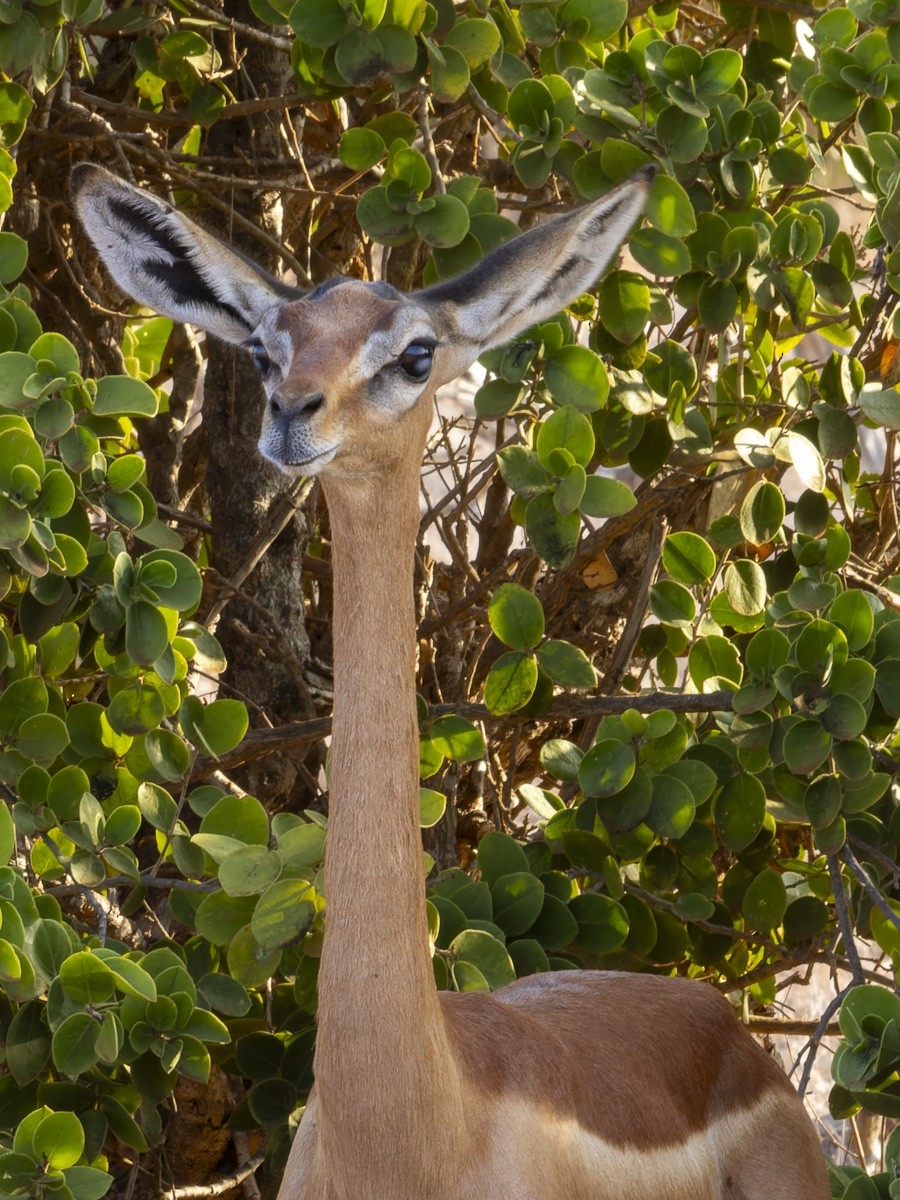 Gerenuk - ML645990208