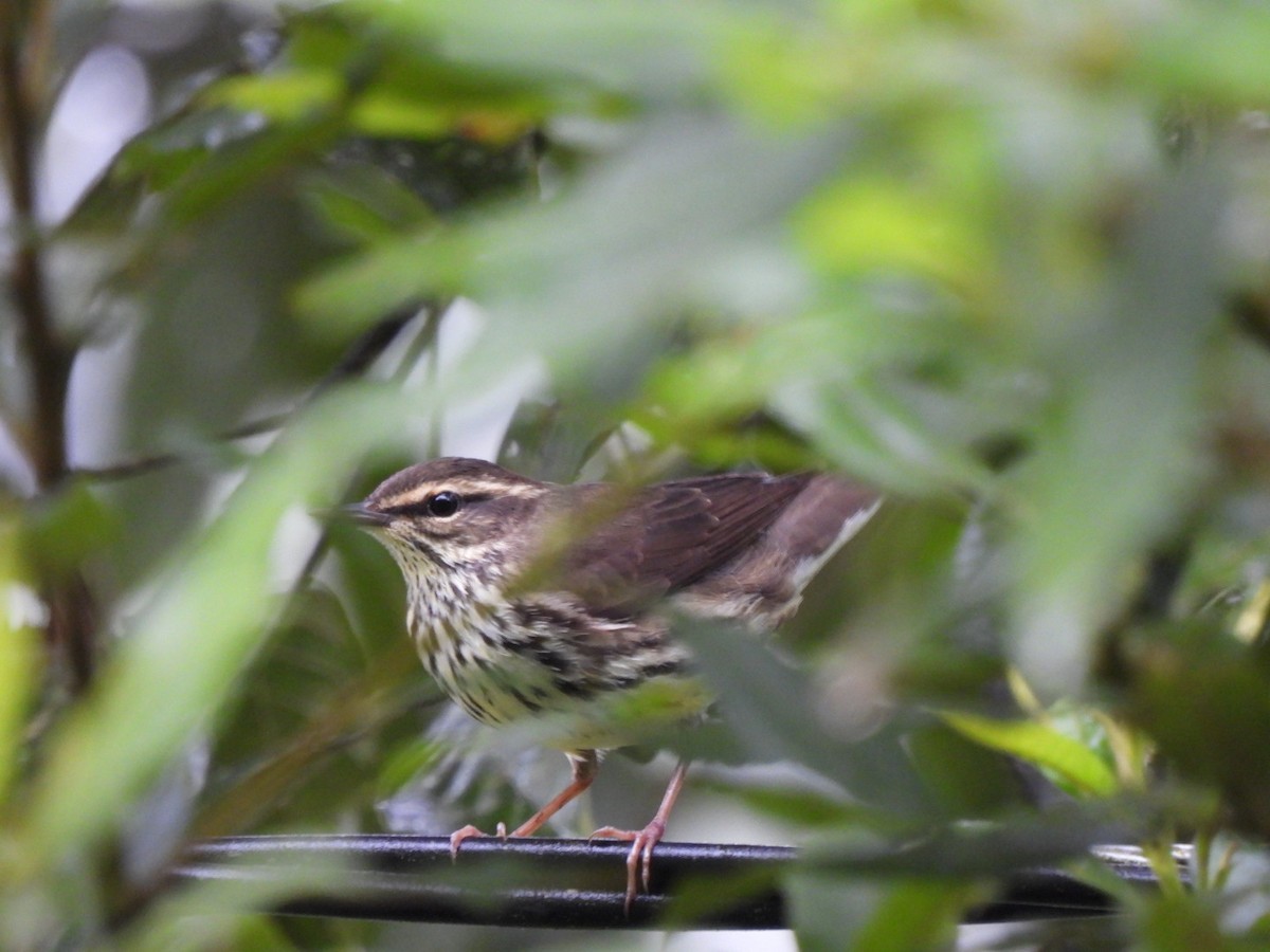 Northern Waterthrush - ML645990227