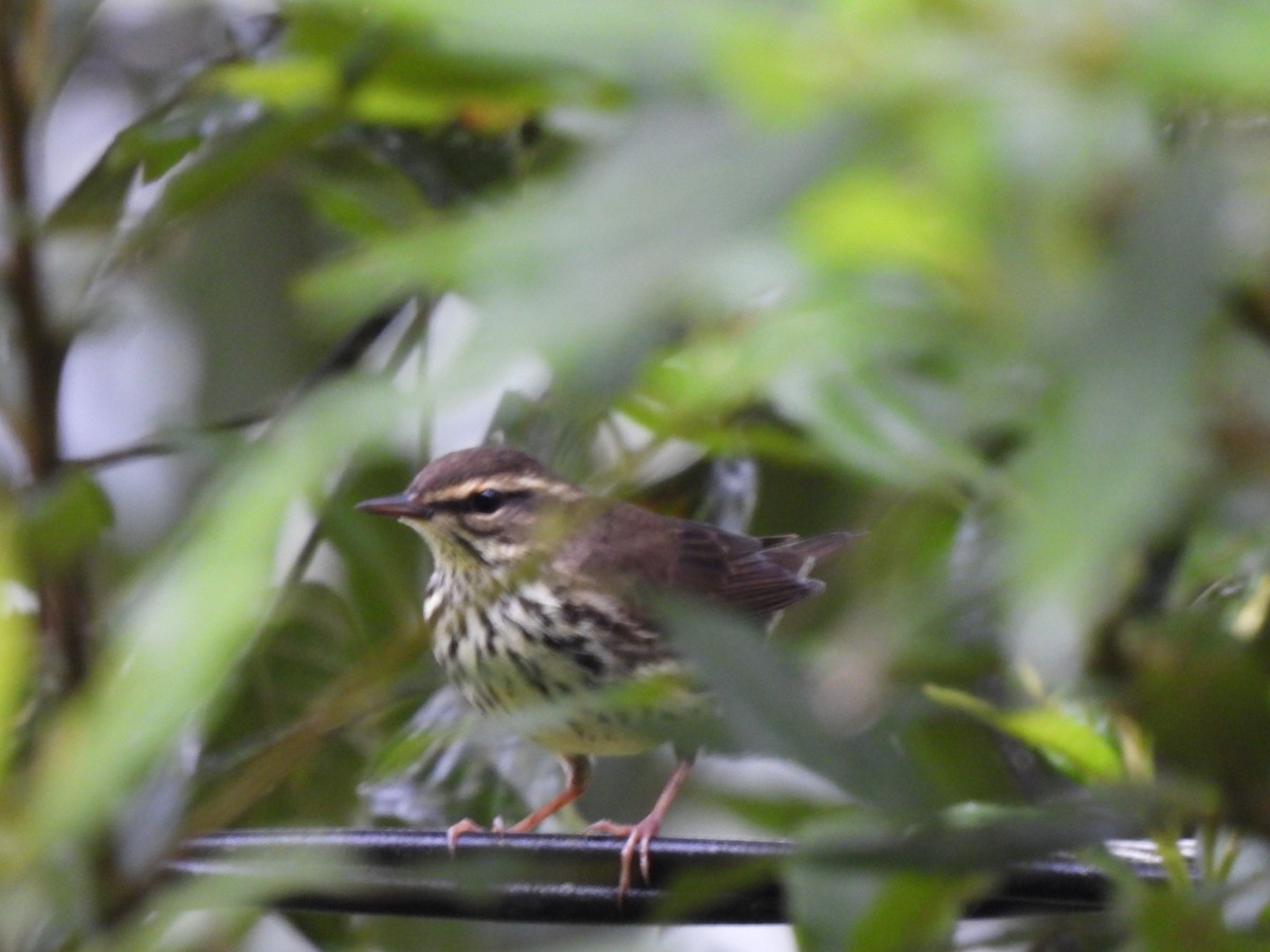 Northern Waterthrush - ML645990228
