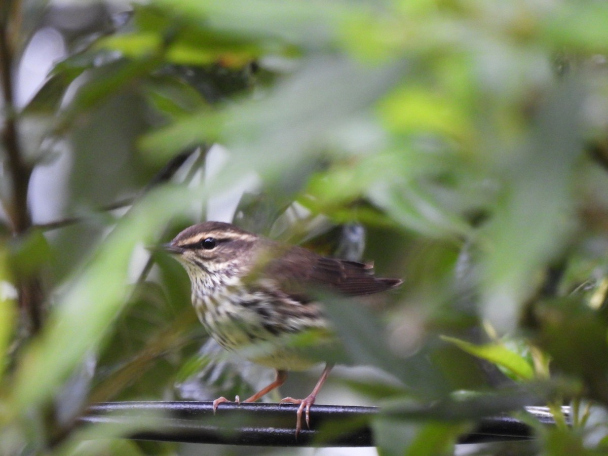 Northern Waterthrush - ML645990229