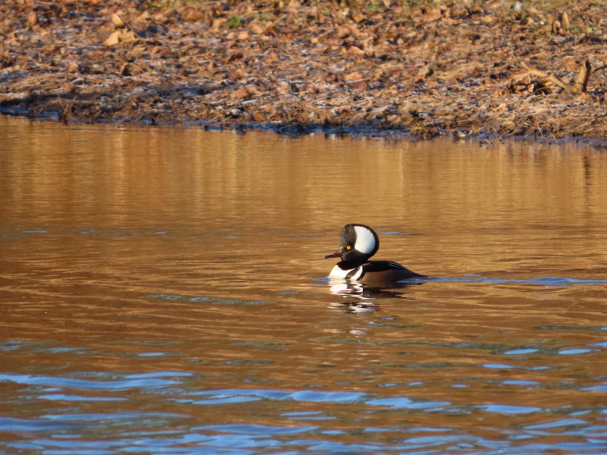 Hooded Merganser - ML645990230